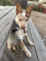 Lost Male Dog last seen Clowd rd, Faulkner rd near a ranch, Santa Paula, CA 93060