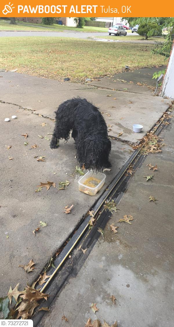 Found/Stray Male Dog last seen Fulton neighborhood, Tulsa, OK 74145