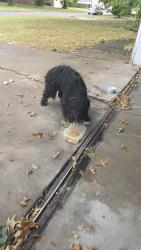 Found/Stray Male Dog last seen Fulton neighborhood, Tulsa, OK 74145