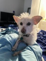 Reunited Male Dog last seen Marquette & Ingleside, Chicago, IL 60637