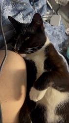 Lost Male Cat last seen 9th and Rosanna, Gilroy, CA 95020