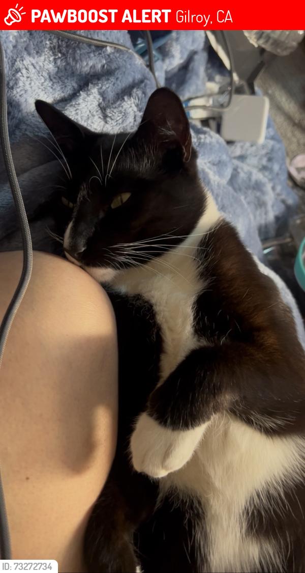 Lost Male Cat last seen 9th and Rosanna, Gilroy, CA 95020