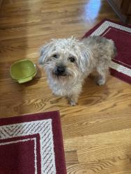 Found/Stray Male Dog last seen Bellview & Gun Club, Aurora, CO 80016