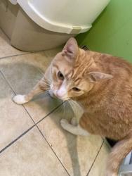 Lost Male Cat last seen Near s 11th street, Reading, PA 19602