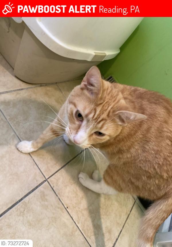 Lost Male Cat last seen Near s 11th street, Reading, PA 19602