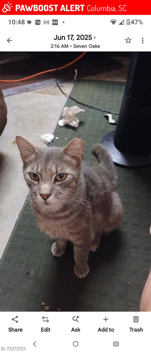 Lost Male Cat last seen wexwood, Columbia, SC 29210