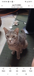 Lost Male Cat last seen wexwood, Columbia, SC 29210