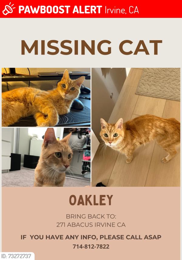 Lost Male Cat last seen Astor and lynx, Irvine, CA 92618