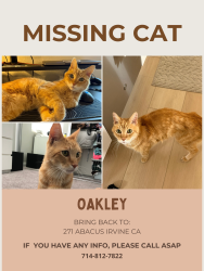 Lost Male Cat last seen Astor and lynx, Irvine, CA 92618