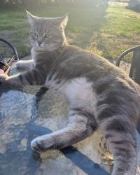 Lost Male Cat last seen Buchanan ests, Rutherford County, TN 37037