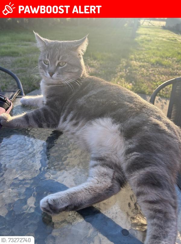 Lost Male Cat last seen Buchanan ests, Rutherford County, TN 37037