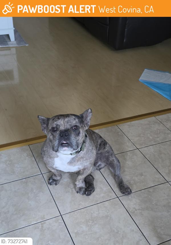 Found/Stray Male Dog last seen Near N Azusa Ave, West Covina, CA 91791, West Covina, CA 91791