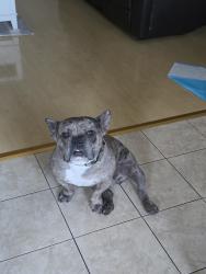 Found/Stray Male Dog last seen Near N Azusa Ave, West Covina, CA 91791, West Covina, CA 91791