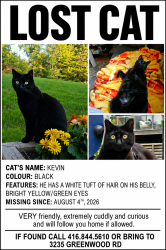 Lost Male Cat last seen Greenwood conservation, Greenwood Rd and 5th concession, Pickering, ON L0H 1J0
