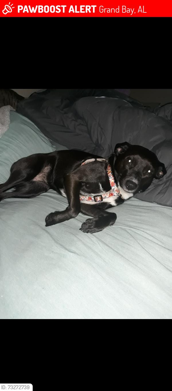 Lost Female Dog last seen Near n quail ridge ln grand bay al, Grand Bay, AL 36541