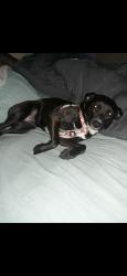 Lost Female Dog last seen Near n quail ridge ln grand bay al, Grand Bay, AL 36541