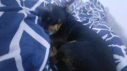 Reunited Male Dog last seen East Loyola drive, Aurora, CO 80013
