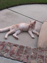 Found/Stray Male Cat last seen Brevard and grayson, Graniteville, SC 29829