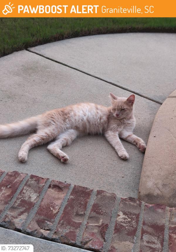 Found/Stray Male Cat last seen Brevard and grayson, Graniteville, SC 29829