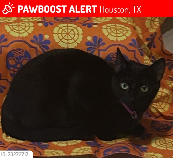 Lost Female Cat last seen Ellington y ponne ln, Houston, TX 77088
