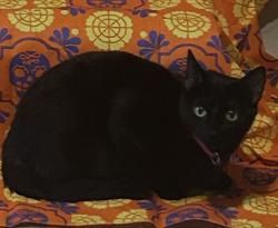 Lost Female Cat last seen Ellington y ponne ln, Houston, TX 77088