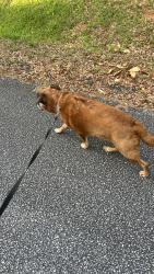 Lost Male Dog last seen Parkway McBee Ave, Easley, SC 29640
