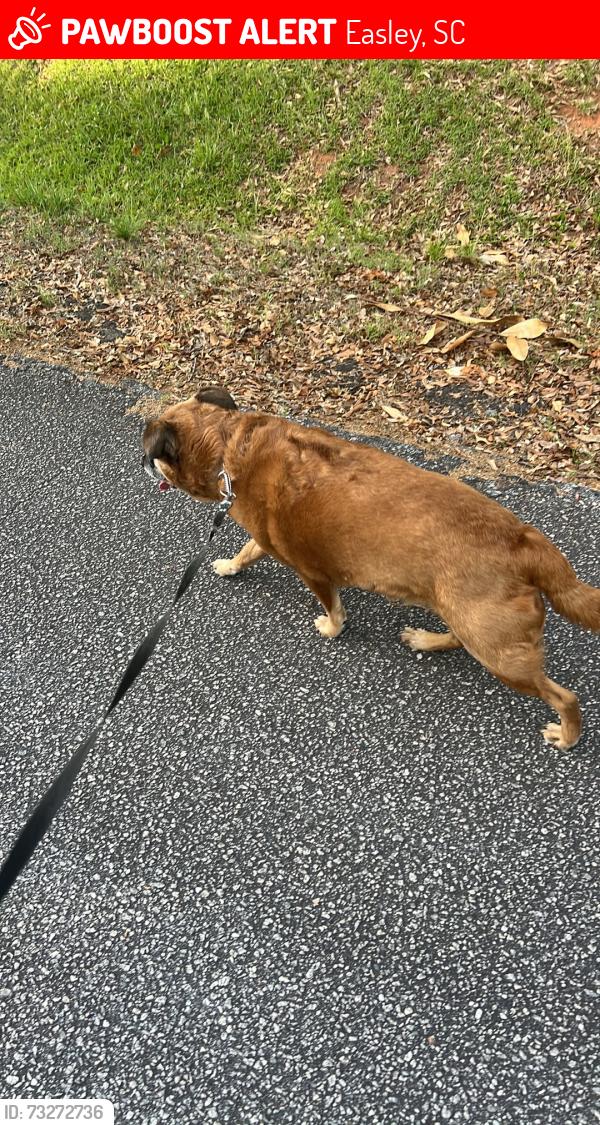 Lost Male Dog last seen Parkway McBee Ave, Easley, SC 29640