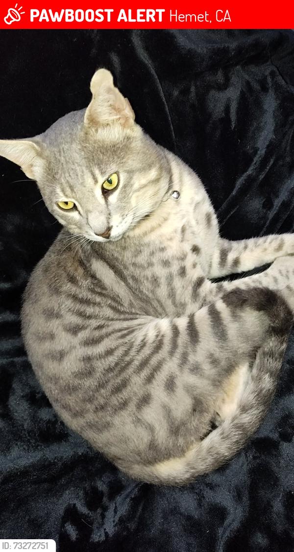 Lost Male Cat last seen Cawston and Devonshire, Hemet, CA 92545