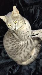 Lost Male Cat last seen Cawston and Devonshire, Hemet, CA 92545