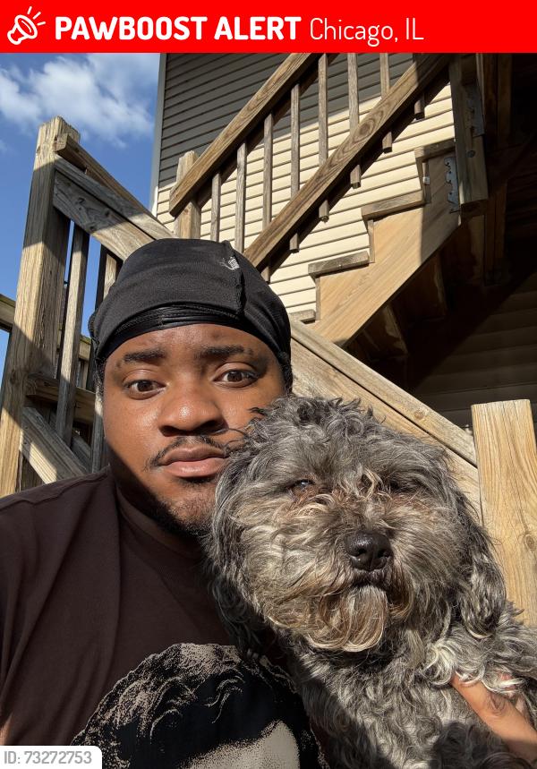 Lost Male Dog last seen Ashland, Chicago, IL 60609