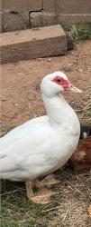 Lost Female Bird last seen Washington Street neighborhood / Rock Creek Greenway area.”, Gainesville, GA 30501