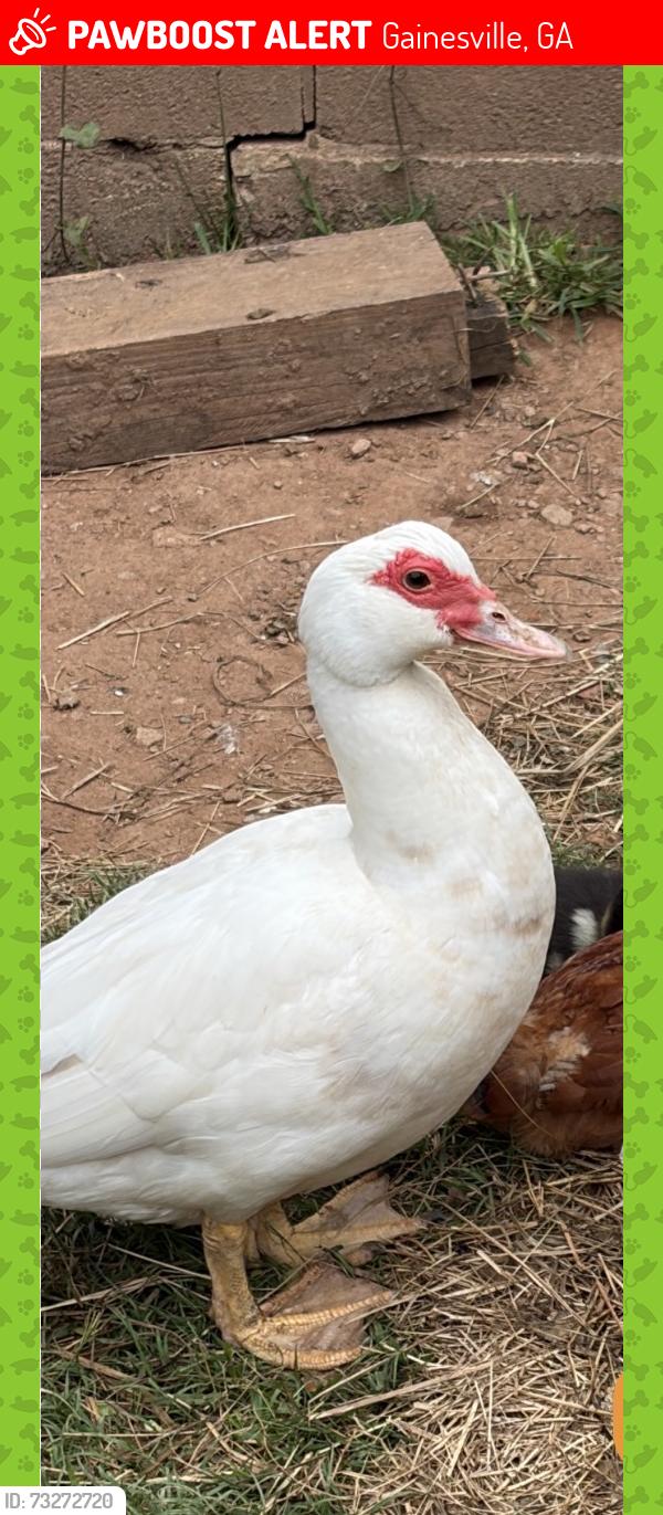 Lost Female Bird last seen Washington Street neighborhood / Rock Creek Greenway area.”, Gainesville, GA 30501