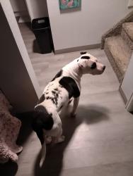 Reunited Female Dog last seen Baptist Road, Monument, CO 80132