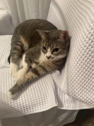 Lost Female Cat last seen Sunday park behind subway, Atlanta, GA 30338