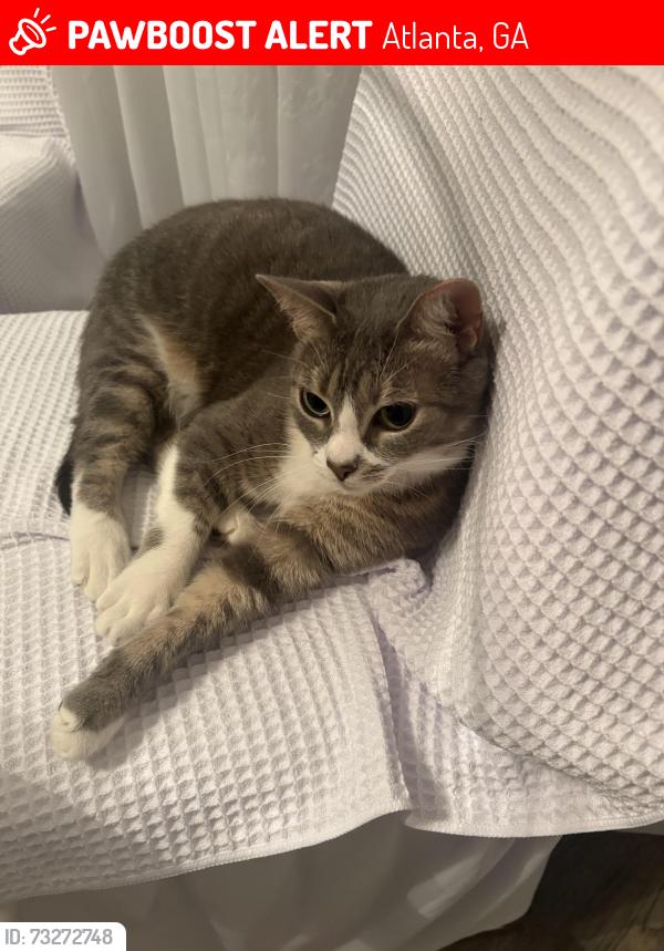 Lost Female Cat last seen Sunday park behind subway, Atlanta, GA 30338