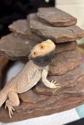 Shelter Stray Male Reptile last seen Tinstree Drive, South Chesterfield, VA, 23834, 9300 Public Works Rd, Chesterfield, VA 23832, USA