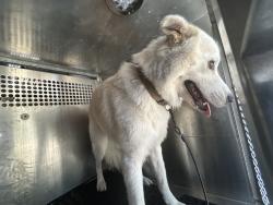 Shelter Stray Male Dog last seen TX, 7201 Levander Loop bldg a, Austin, TX 78702, USA