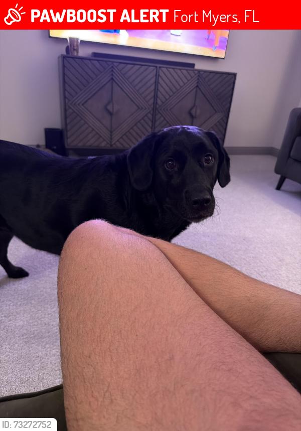 Lost Female Dog last seen Colonial Gateway Drive, Fort Myers, FL 33905