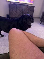 Lost Female Dog last seen Colonial Gateway Drive, Fort Myers, FL 33905