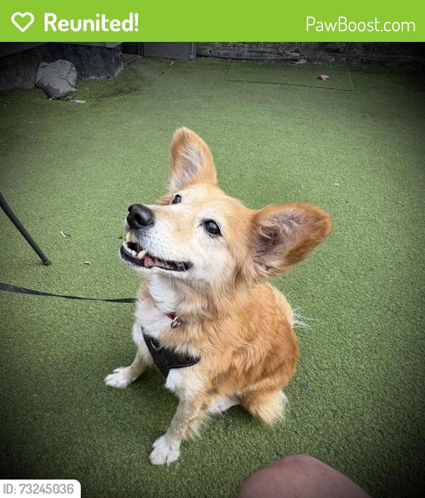 Reunited Female Dog last seen Rochdale canal/brookdale park, Failsworth, England M35 0JP