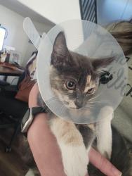 Lost Female Cat last seen Beryl and 19th, Rancho Cucamonga, CA 91701