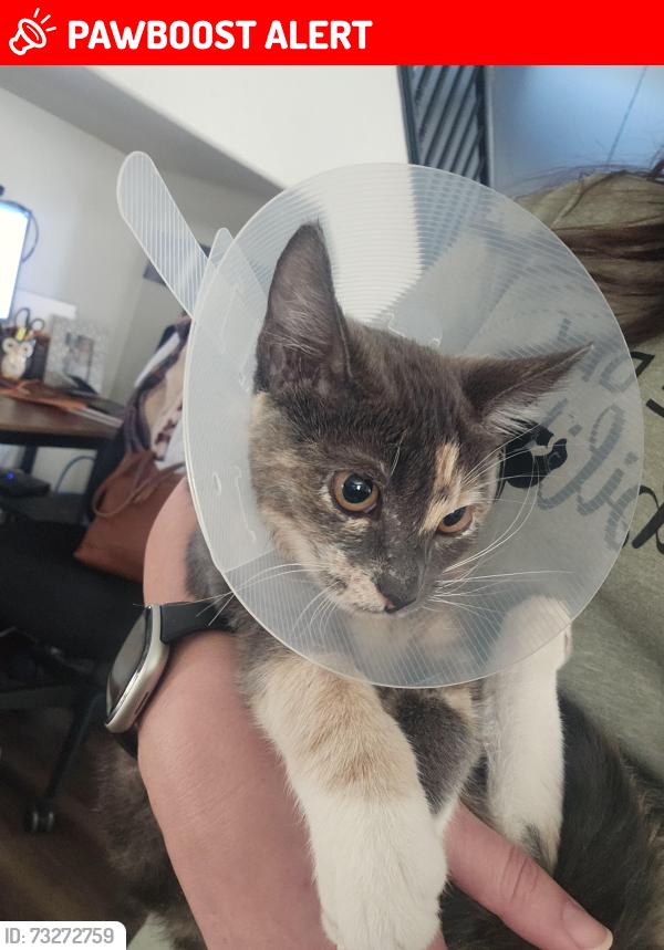 Lost Female Cat last seen Beryl and 19th, Rancho Cucamonga, CA 91701
