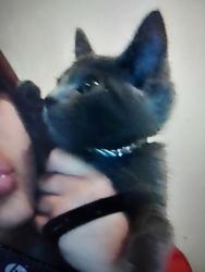 Reunited Female Cat last seen S. Atlantic Blvd, Maywood, CA 90270