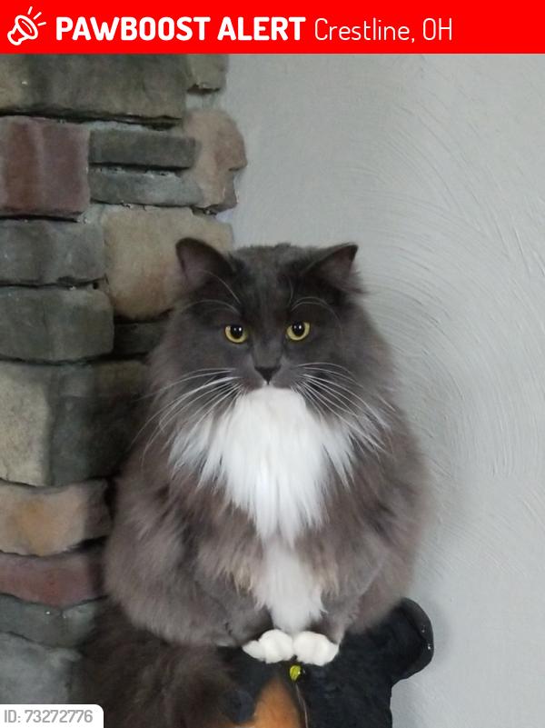 Lost Male Cat last seen Nazor road, Crestline, OH 44827
