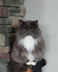 Lost Male Cat last seen Nazor road, Crestline, OH 44827