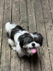 Reunited Male Dog last seen Monroe and folkstone, Houston, TX 77075