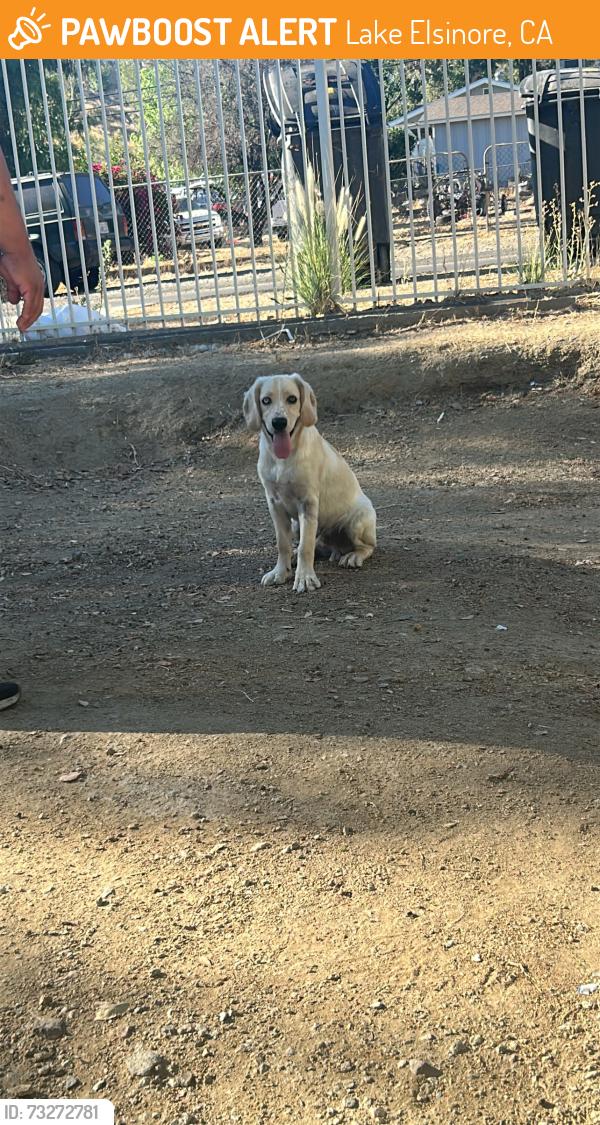 Found/Stray Male Dog last seen Cottrell, Lake Elsinore, CA 92530