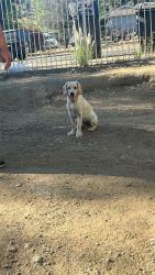 Found/Stray Male Dog last seen Cottrell, Lake Elsinore, CA 92530