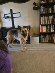 Reunited Male Dog last seen One block west of Arbor Lake Park, Seattle, WA 98168