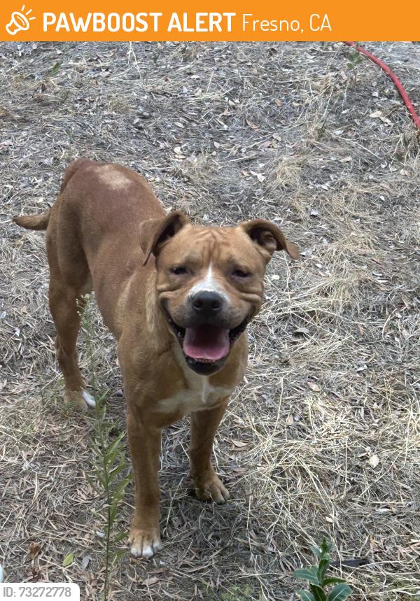 Found/Stray Male Dog last seen In my backyard, Fresno, CA 93703